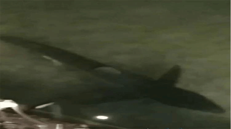 Καρχαρίας μήκους 2 μέτρων «κόβει» βόλτες στο Λουτράκι!