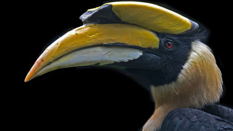 Κι όμως υπάρχει ρομαντισμός και στα ζώα!