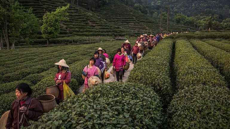 Κίνα: Τα 2,8 εκατ. τόνους θα φθάσει φέτος η παραγωγή τσαγιού