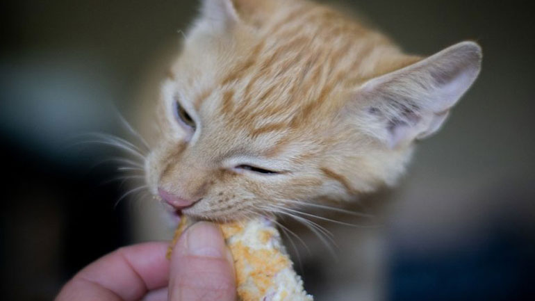 Πειραιάς: Φυλακίστηκε ηλικιωμένη διότι… τάιζε αδέσποτες γάτες!