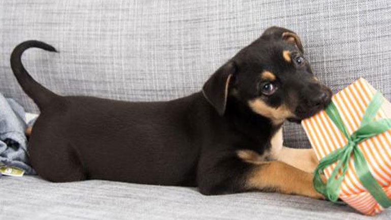 Συμβουλές για ένα σπίτι φιλικό για τον σκύλο