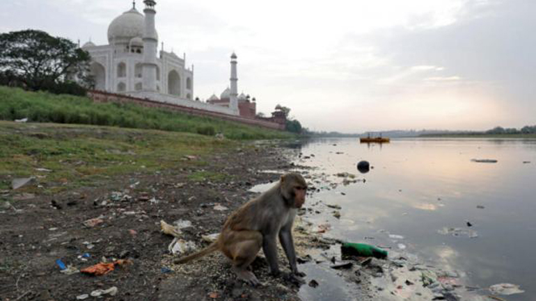 Μαϊμού άρπαξε μωρό από την αγκαλιά της μάνας και το σκότωσε