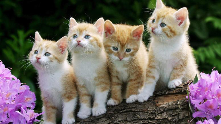 Οι μικρότερες και ομορφότερες γάτες της Ευρώπης ταξιδεύουν στο Ζάγκρεμπ