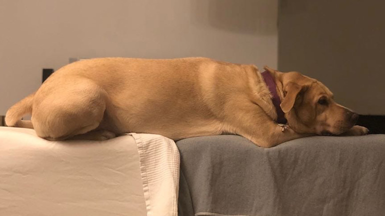 Απίστευτο ροχαλητό σκύλου