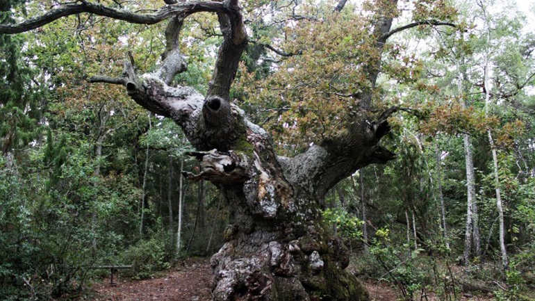 Το μυστηριώδες «Δάσος των Τρολ» στη Σουηδία