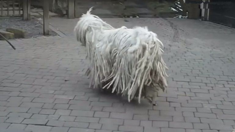 Αυτές είναι οι πιο σπάνιες ράτσες σκύλων