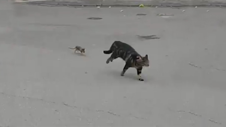 Η γάτα έγινε «λαγός»