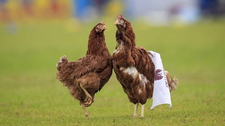 Οι οπαδοί του Ιωνικού πίκαραν την Προοδευτική ρίχνοντας στο γήπεδο… κότες