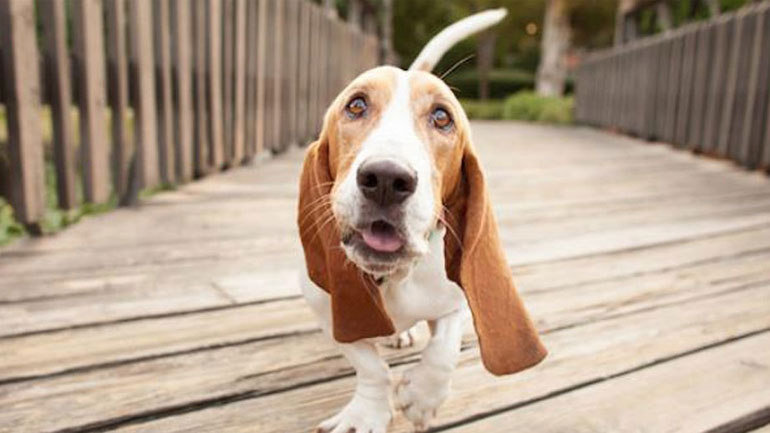 Πώς οι σκύλοι επικοινωνούν με τα αυτιά τους;