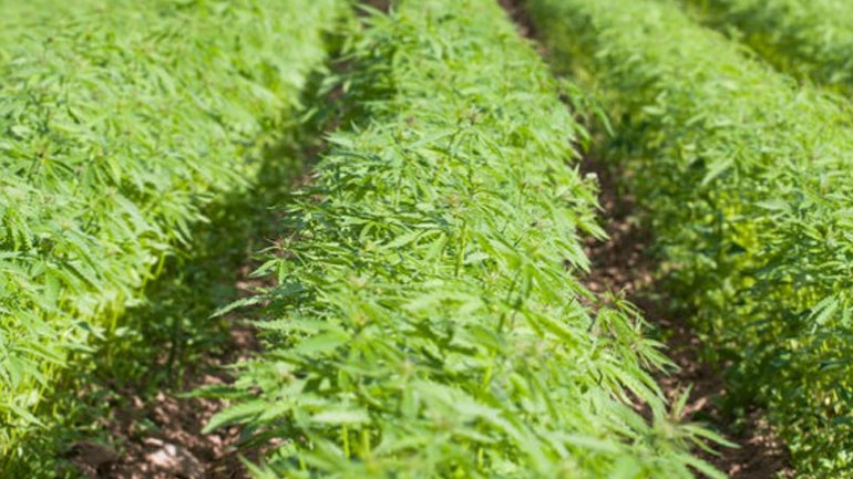 Σε ενάμιση χρόνο θα υπάρχει η πρώτη παραγωγή τελικού προϊόντος φαρμακευτικής κάνναβης