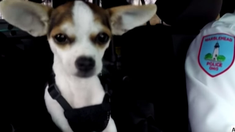 ΗΠΑ: Ο Ζορό, ένα ημίαιμο Τσιουάουα, ψυχοθεραπευτής στο αστυνομικό τμήμα του Οχάιο