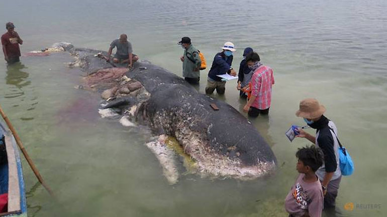 Ινδονησία: Έξι κιλά από πλαστικά απόβλητα βρήκαν στο στομάχι νεκρής φάλαινας