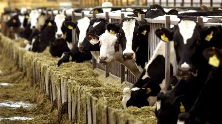 Δημοψήφισμα στην Ελβετία: Ψηφίζουν για αγελάδες με κέρατα ή χωρίς