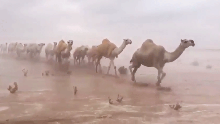 Σ.Αραβία: Βάλτος έγινε η έρημος από τις έντονες βροχοπτώσεις – Σπάνιες εικόνες