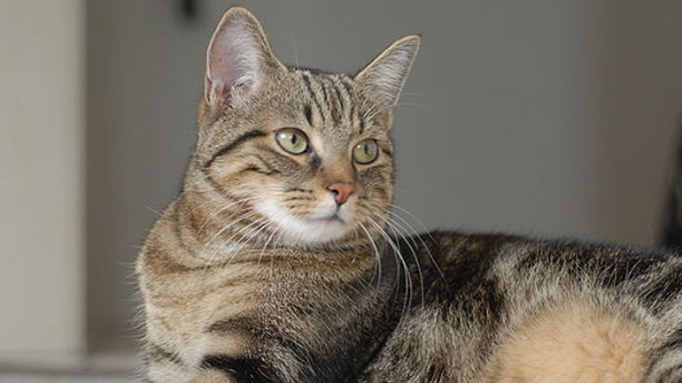 Πώς θα καταφέρεις να δώσεις στη γάτα σου ένα χάπι;