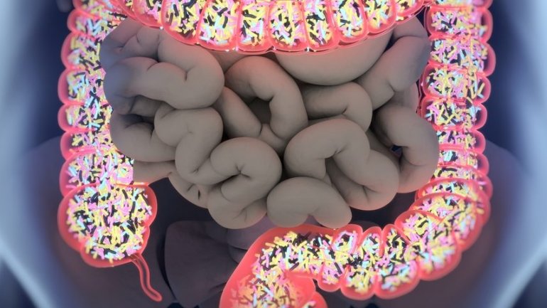 Βακτήριο του εντέρου έχει αντιγηραντική επίδραση – Μειώνει την αντίσταση στην ινσουλίνη