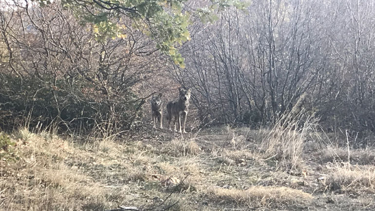 Ο ΑΡΚΤΟΥΡΟΣ έσωσε δύο ακόμη λύκους από την αιχμαλωσία στην Σερβία