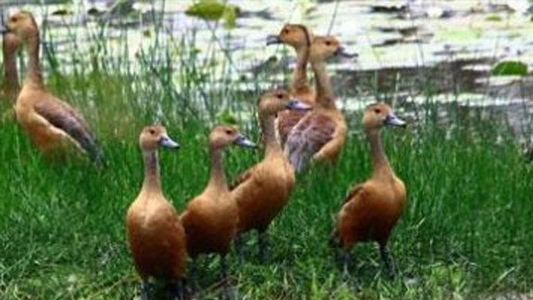 Έρευνα: Πολύ λιγότερα τα ζώα και τα φυτά στη Γη