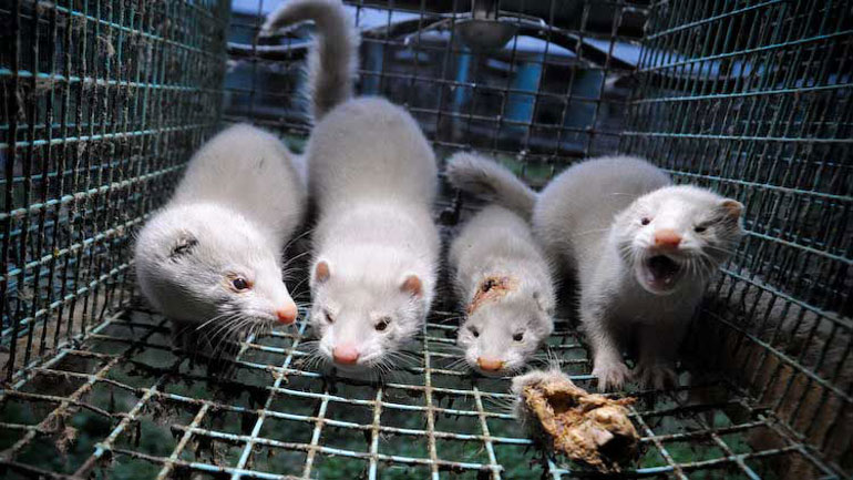 23η Νοεμβρίου: Ημέρα υπενθύμισης για τα δεινά των ζώων που χρησιμοποιούνται για τη γούνα τους