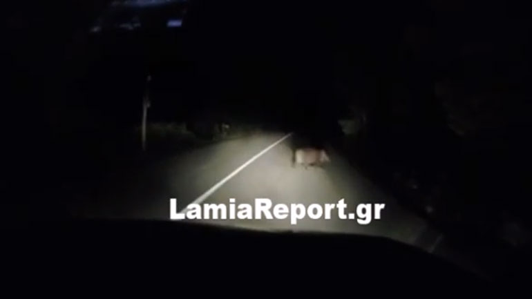 Τροχαίο δυστύχημα με 38χρονο στη Μαλεσίνα – Πιθανότατα του πετάχτηκε αγριογούρουνο Τροχαίο δυστύχημα με 38χρονο στη Μαλεσίνα – Πιθανότατα του πετάχτηκε αγριογούρουνο