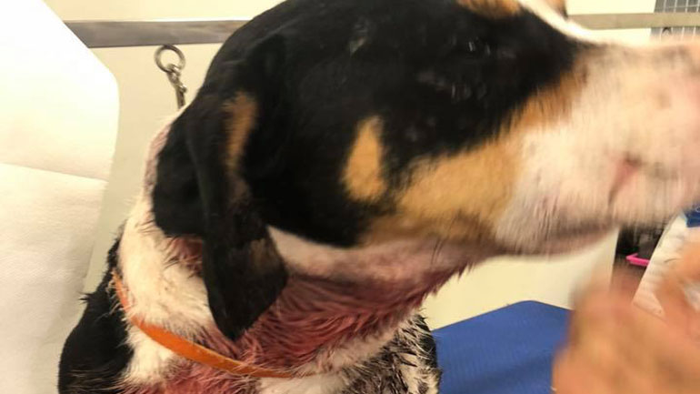 Ναύπακτος: Σκύλος που πυροβόλησαν… πήγε μόνος του στο κτηνιατρείο!