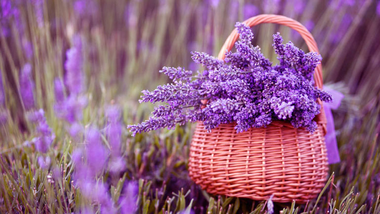 Στο προσκήνιο και πάλι τα… αρωματικά φυτά