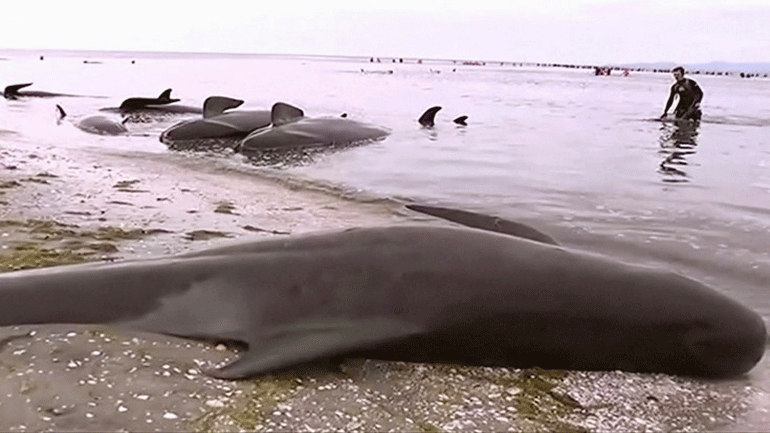 Νέα Ζηλανδία: Εκατόν πενήντα μαυροδέλφινα ξεβράστηκαν σε ακτή στα νότια της χώρας