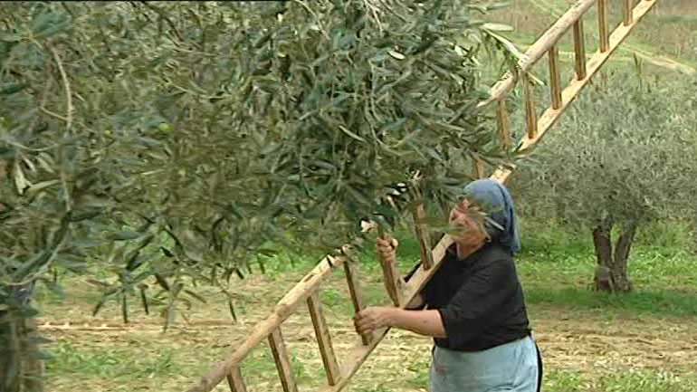 Σε τραγική κατάσταση ο ελαιοκομικός τομέας στην Ιταλία