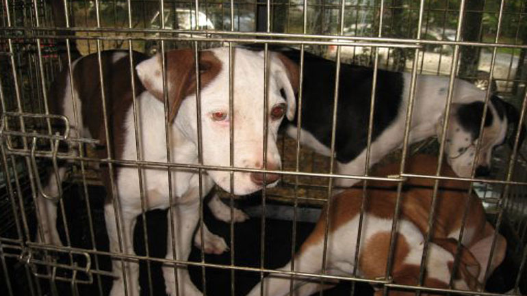 Παρέμβαση της Συνομοσπονδίας Ζωοφιλικών Σωματείων για την παράνομη εμπορία ζώων