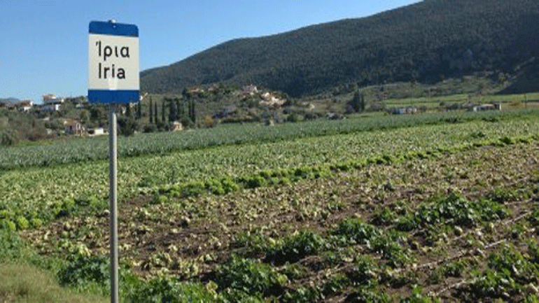 Η αγκινάρα Ιρίων αναγνωρίστηκε ως το 107ο ελληνικό ΠΟΠ προϊόν