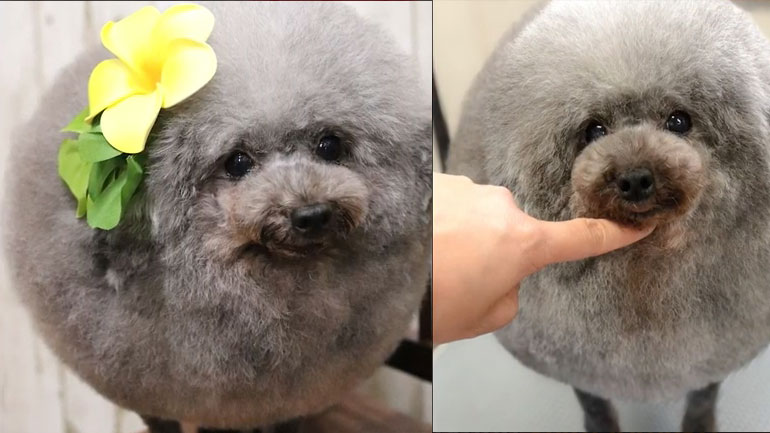 Το κούρεμα που μετέτρεψε έναν σκύλο σε χνουδωτή μπάλα