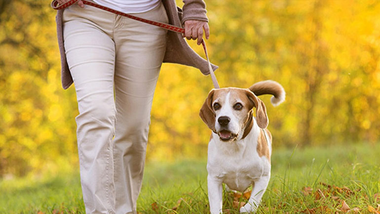 Γιατί είναι καλό να φοράς λουράκι στο σκύλο σου σε δημόσιους χώρους;