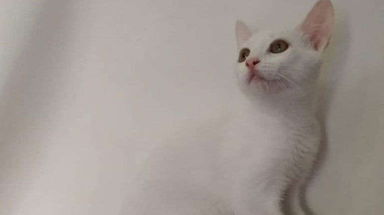 Γατούλα ψάχνει την παντοτινή της οικογένεια