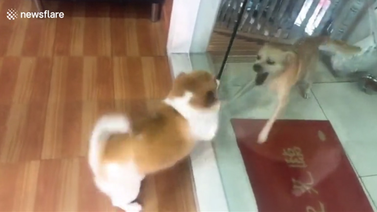 Σκύλος που γαβγίζει…