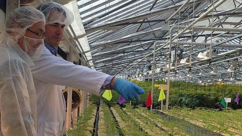 Στο στόχαστρο της QCM η καναδική εταιρεία φαρμακευτικής κάνναβης Aphria