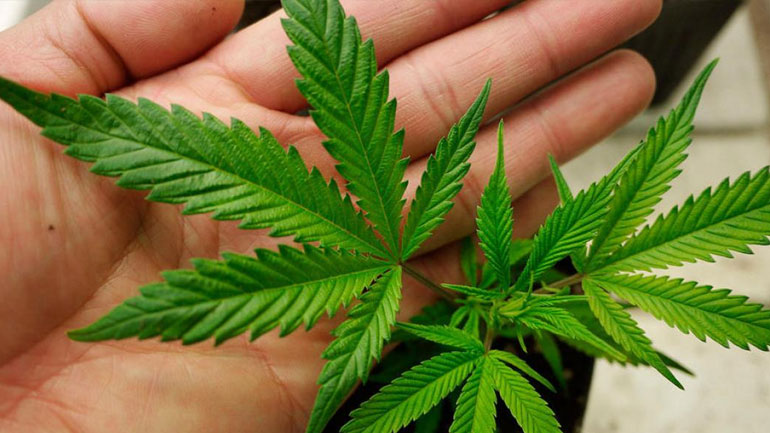 Το Λουξεμβούργο θέλει να επιτρέψει την χρήση της κάνναβης για «ψυχαγωγικούς» σκοπούς