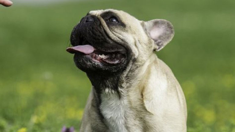 Το λάθος που κάνουμε όταν προσπαθούμε να μάθουμε στον σκύλο μας μια εντολή