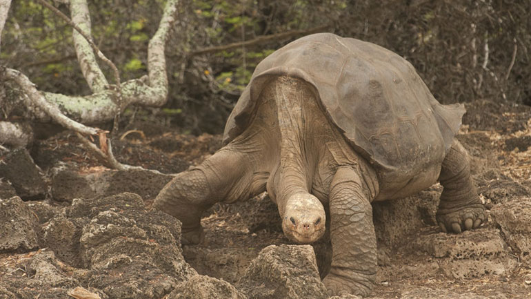 Ο μακαρίτης «Μοναχικός Γιώργος» βοηθά τους επιστήμονες να φωτίσουν τα μυστικά της μακροζωίας