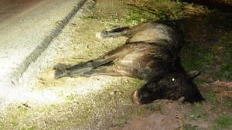 Μαγνησία: Μουλάρια βγήκαν στο δρόμο και προκάλεσαν τροχαίο