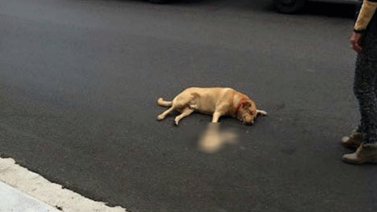 Αρχαία Ολυμπία: Δηλητηρίασε με φόλα τρεις σκύλους