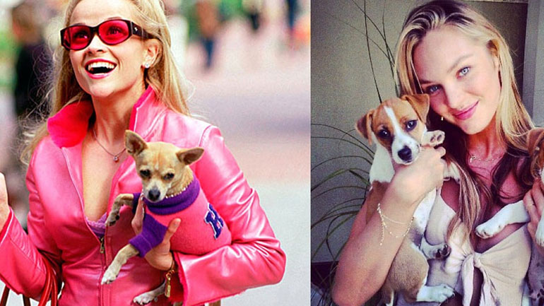 Οι αγαπημένες ράτσες σκυλιών των stars