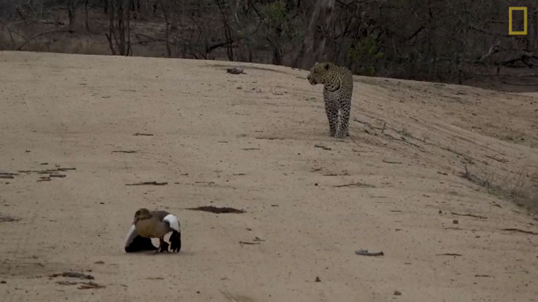 Πάπια υποκρίνεται την τραυματία για να σώσει τα παιδιά της από λεοπάρδαλη