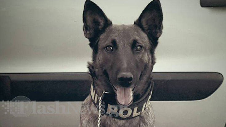 Τραυματίστηκε λαγωνικό του Λιμενικού – Έπεσε από μεγάλο ύψος κατά τη διάρκεια έρευνας