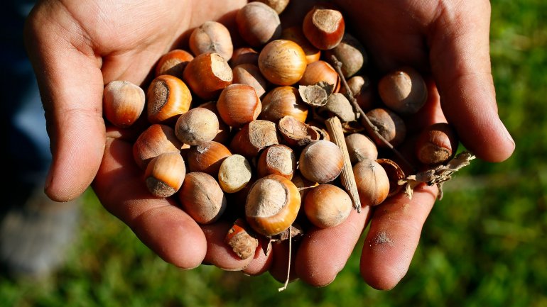 Φουντούκια, μια φυσική πολυβιταμίνη – Ποια μικροθρεπτικά συστατικά προσφέρουν