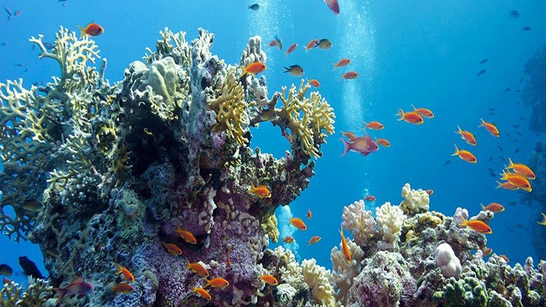 Αυστραλία: Τα κοράλλια που επέζησαν από τη λεύκανση  έγιναν πιο ανθεκτικά