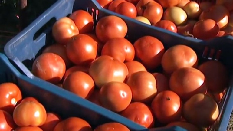 Δέσμευση 1,5 τόνου ντομάτας σε επιχείρηση του Πειραιά