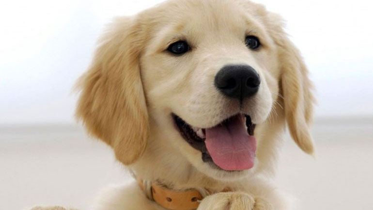 Τι είναι ο τυμπανισμός στον σκύλο