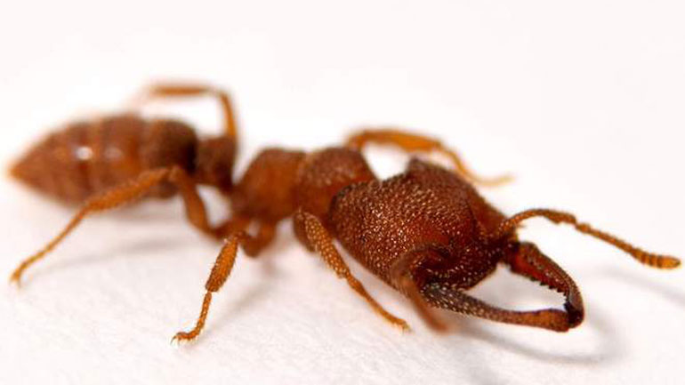 Το μυρμήγκι «Δράκουλας» έχει την πιο γρήγορη κίνηση στη φύση: Οι δαγκάνες του κινούνται με 320χλμ./ώρα