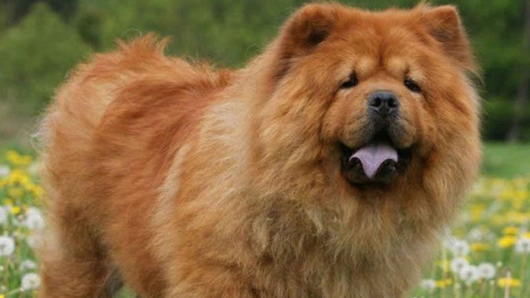 Τα ηλικιωμένα σκυλιά είναι εκπληκτικά έξυπνα