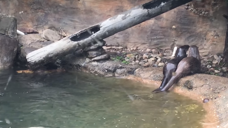 Μια βίδρα κάνει backflip